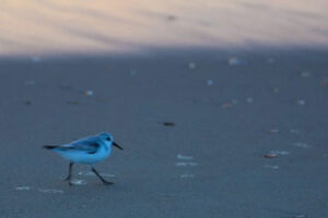 Beach Nourishment Environmental & Ongoing Cost Concerns