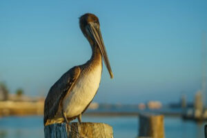 The Shorebirds