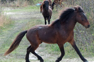 The 50' Rule: Keeping your distance from NC's Wild Horses