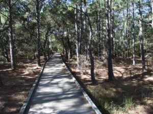 Currituck Banks Estuarine Reserve: A Beautiful Maritime Forest