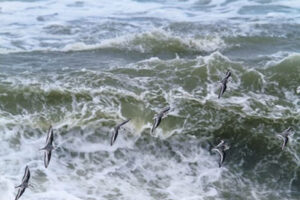 Outer Banks Birding Guide