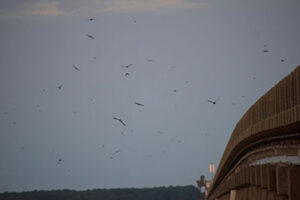 Purple Marlins of the Outer Banks