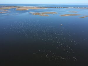 Sounds of the Outer Banks