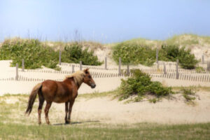 Outer Banks Wild Horses