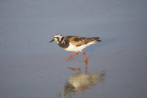 Shorebirds – Sandpipers