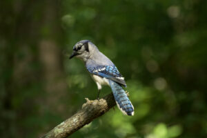 Songbirds—The Year-Round Residents