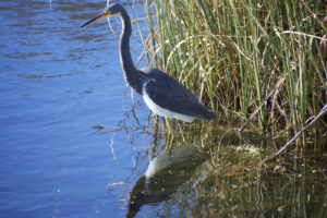 The Big Birds of the Outer Banks