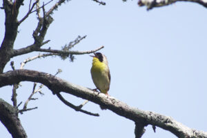 Summer Birds of the Outer Banks