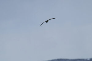 Pelagic Birds in the Outer Banks Gulf Stream