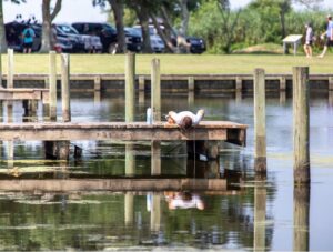 Canal Fishing in The Outer Banks