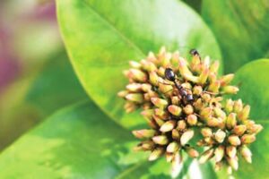 Outer Banks insects