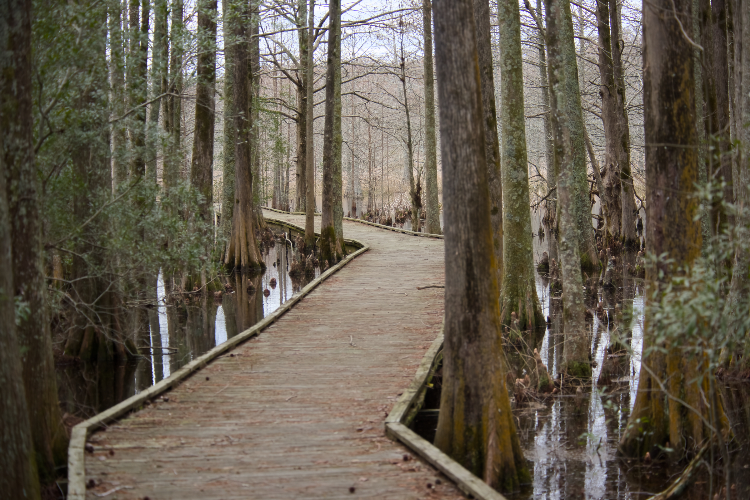 The New Holland Trail Cedar Swamp Lake Mattamuskeet